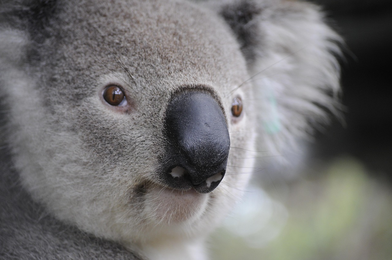 Why AIECA's Launch Matters for Australia's Education Agents